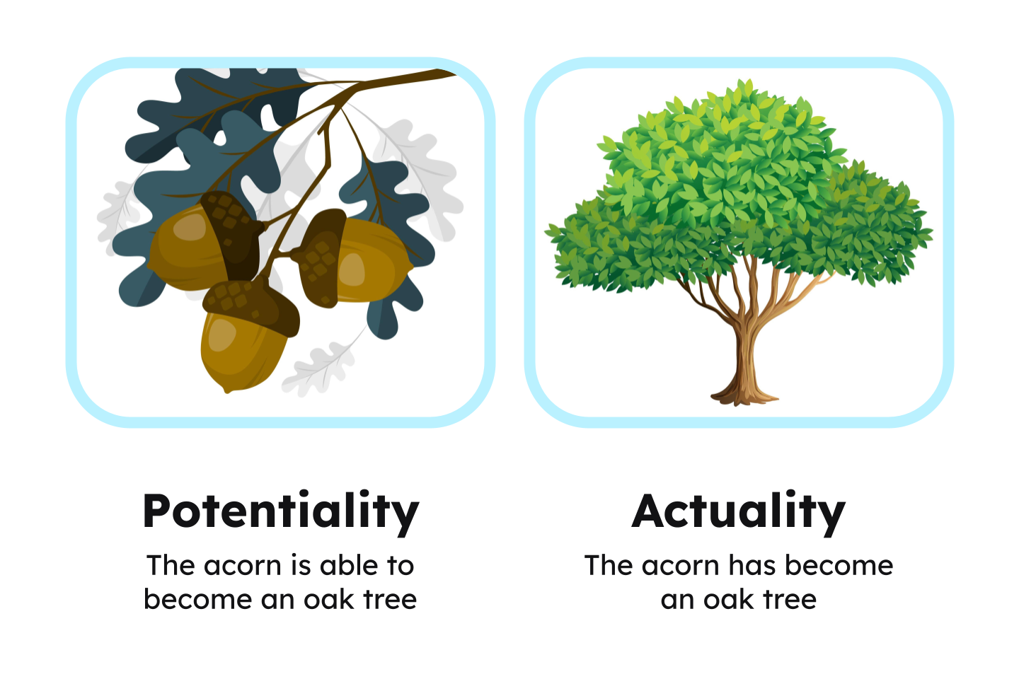 An image showing an acorn and an oak tree. Potentiality is the ability of an acorn to become an oak tree and actuality is an acorn that has become an oak tree.
