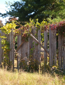 Photograph of a fence overgrown with plants.