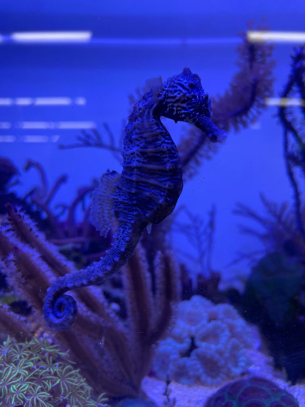 Photograph of a sea horse in an aquarium tank.