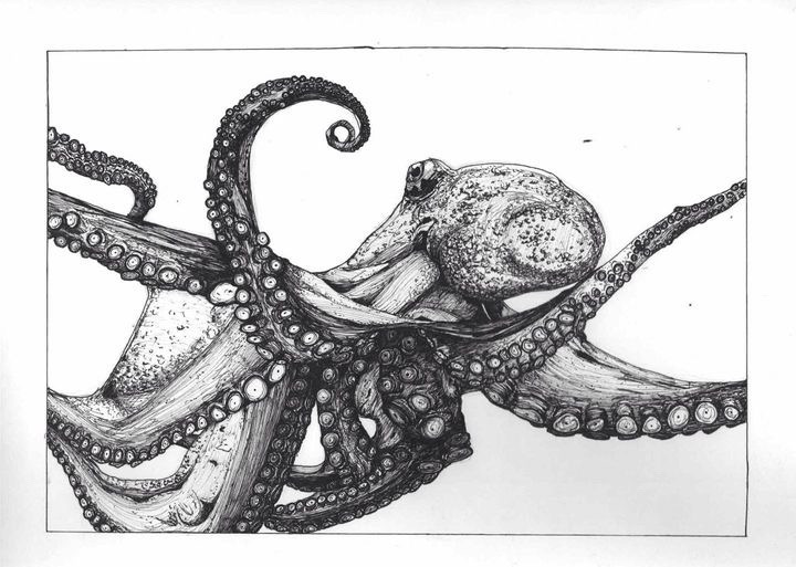 A highly detailed black and white drawing of an octopus.