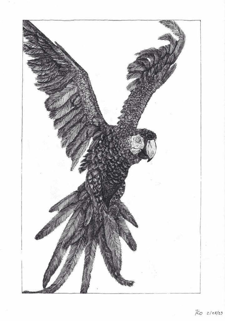 A highly detailed black and white drawing of a parrot.