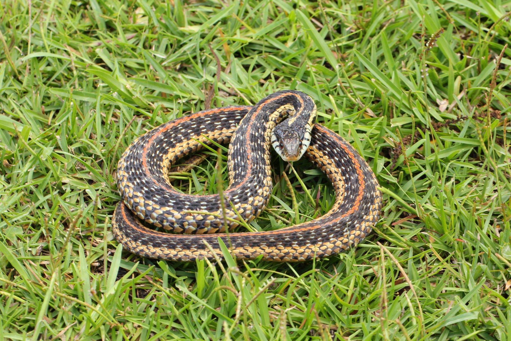 A black snake with yellow stripes lies coiled in grass.