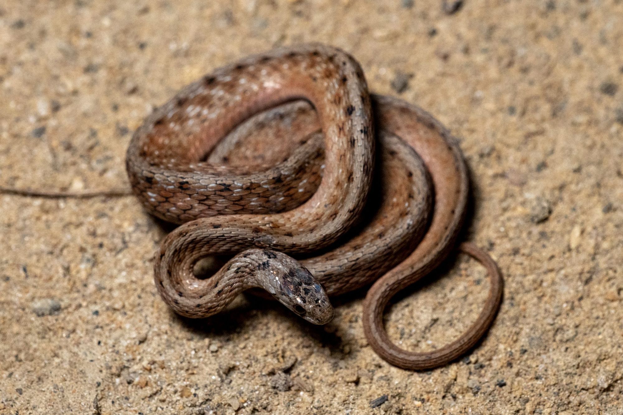 A brown and tan snake lies coiled in sand.