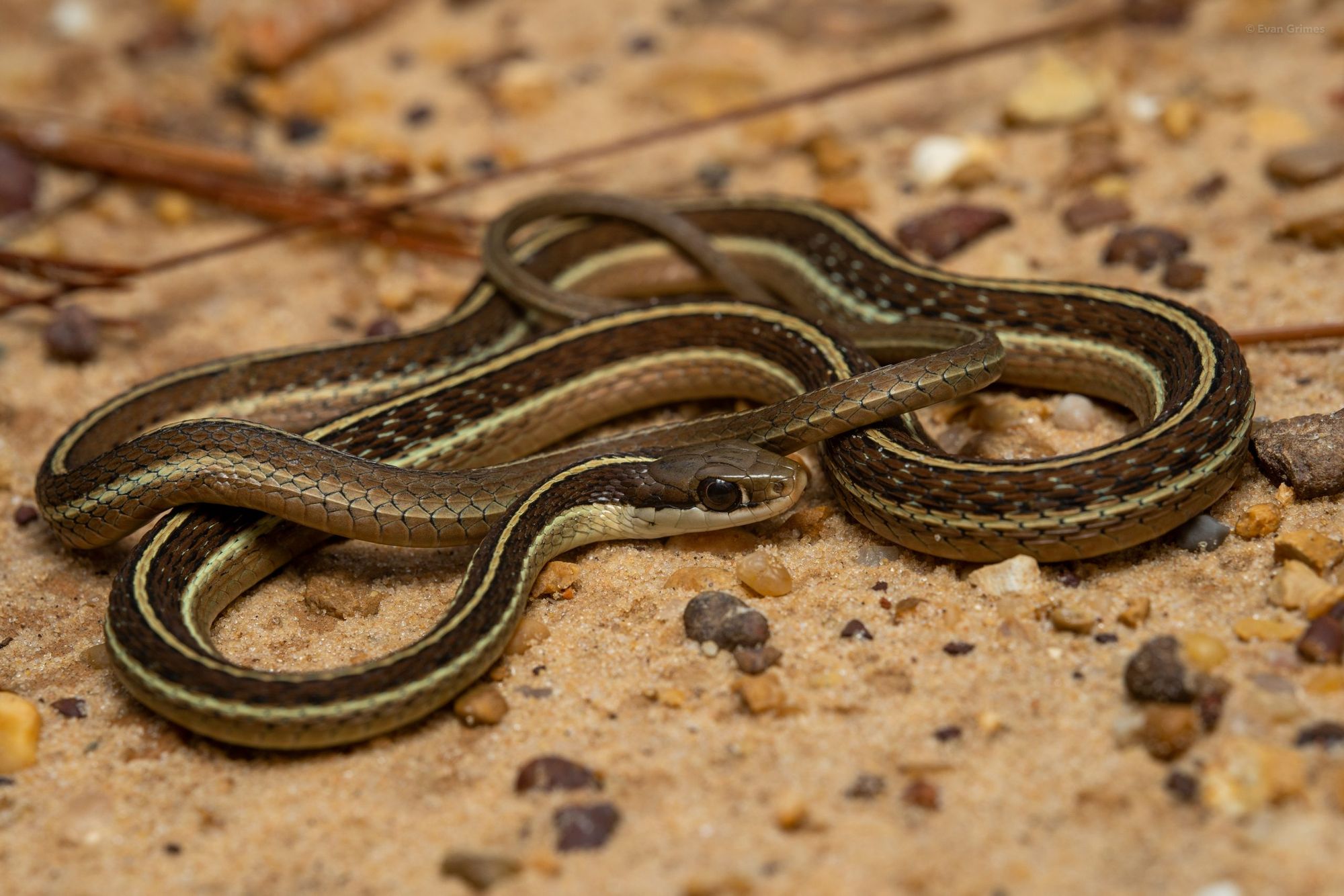 A black snake with yellow stripes lies coiled in sand.