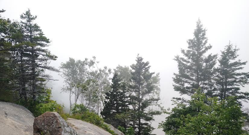 A view of evergreen trees enshrouded in fog.