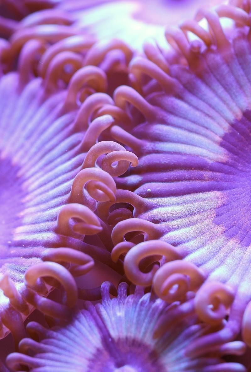 Bright pink and blueish purple tendrils from a soft corals intertwine with one another.