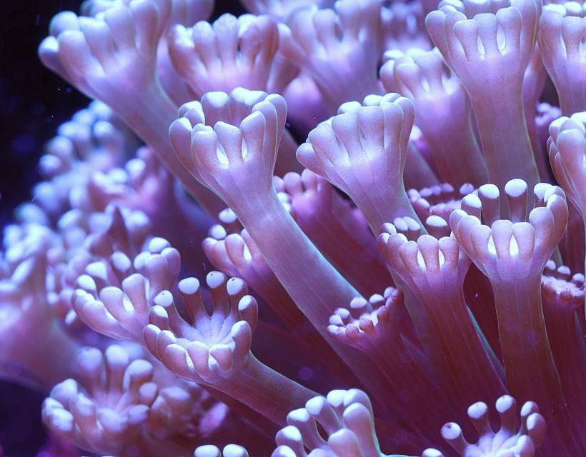 Bright purple and pink tendrils from a soft coral reach up through the frame.