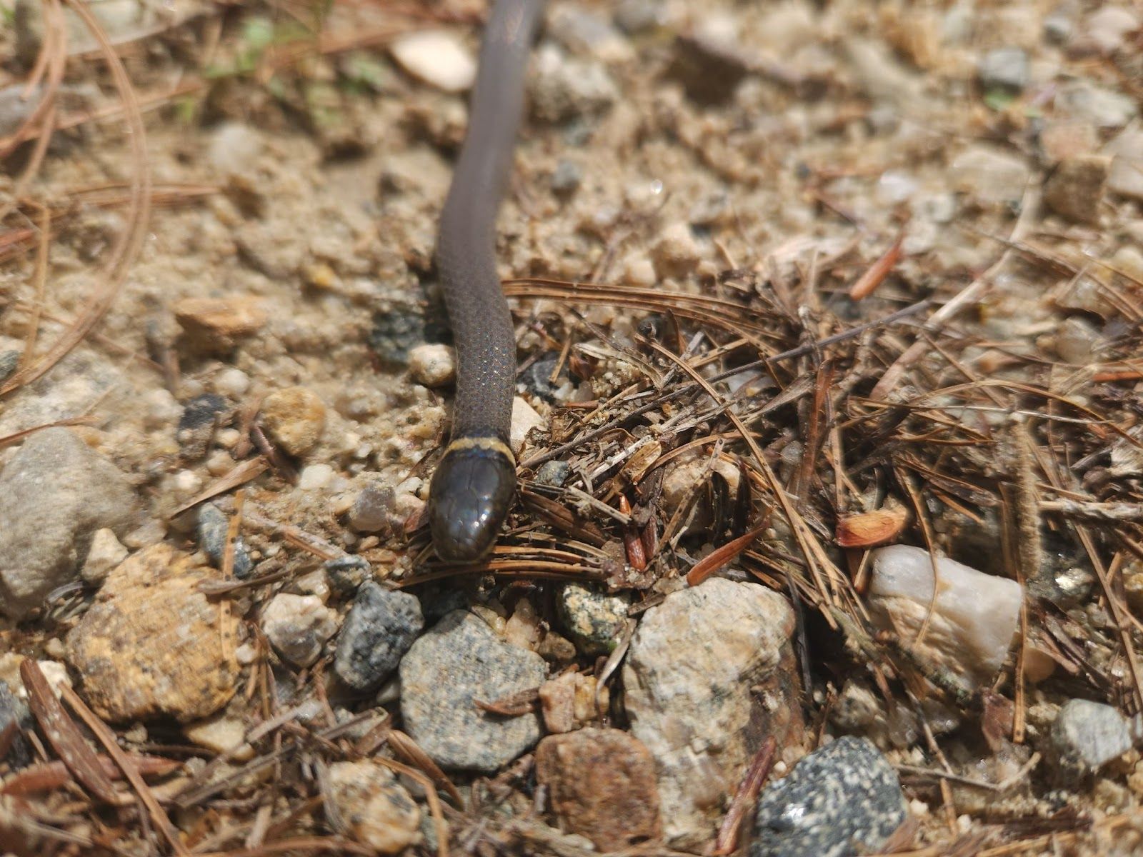 A ringneck snakes moves across the ground.