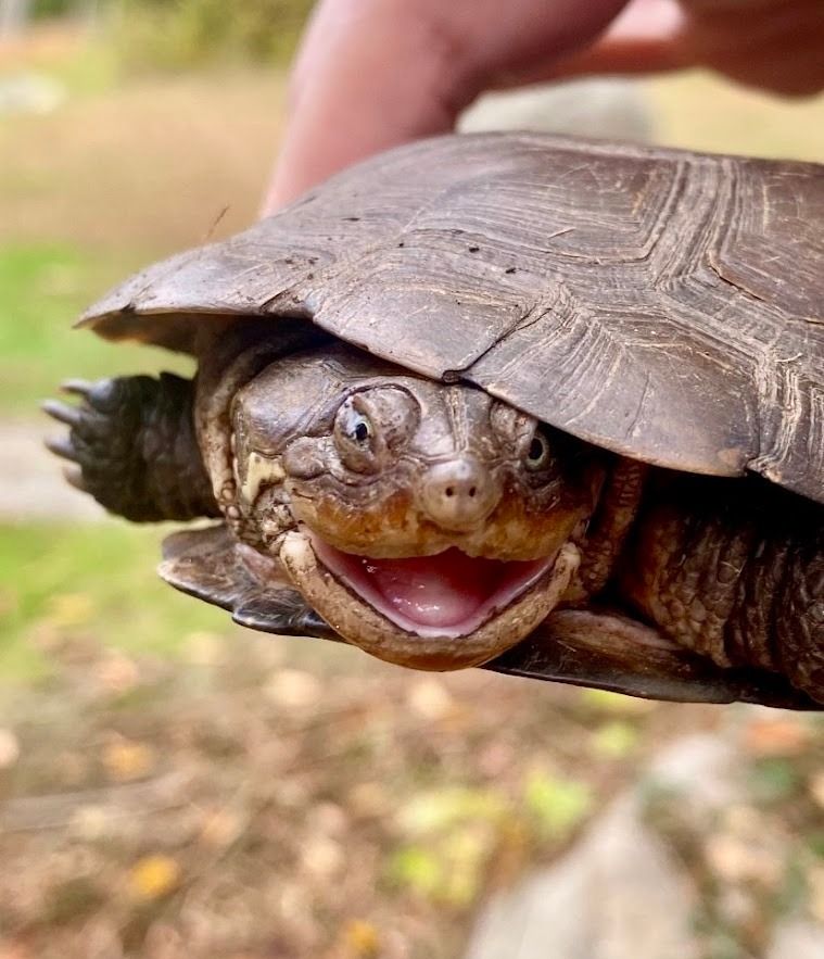 A turtle looks at the camera.