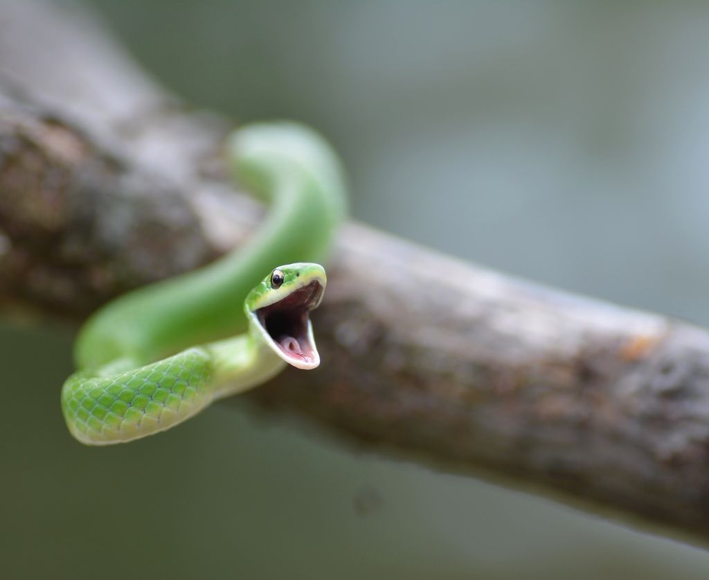 A smooth green snake coiled around a tree lunges out towards the viewer.