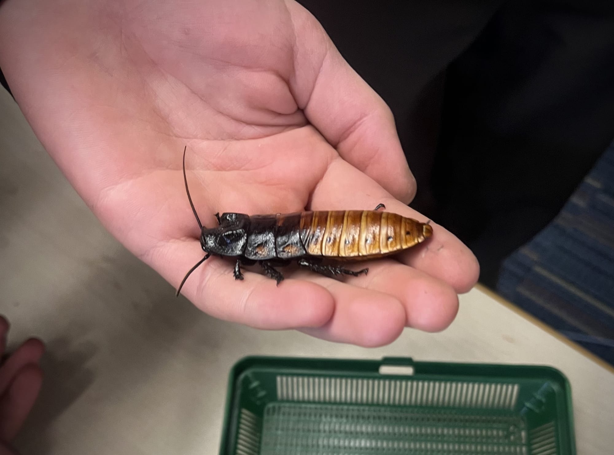 Mr. Olsen’s New Pet Cockroach Takes Up Residence at MSMHS