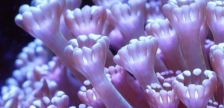 Bright purple and pink tendrils from a soft coral reach up through the frame.