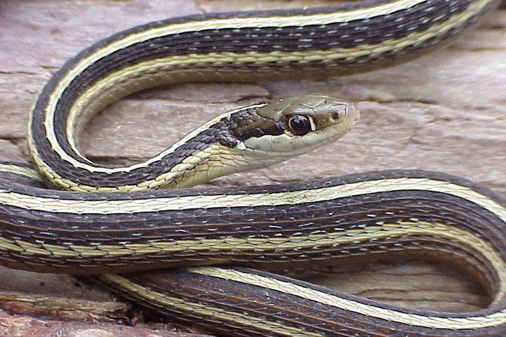 Close up of a black snake with yellow stripes.