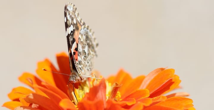 A painted lady rests on an orange butterfly.